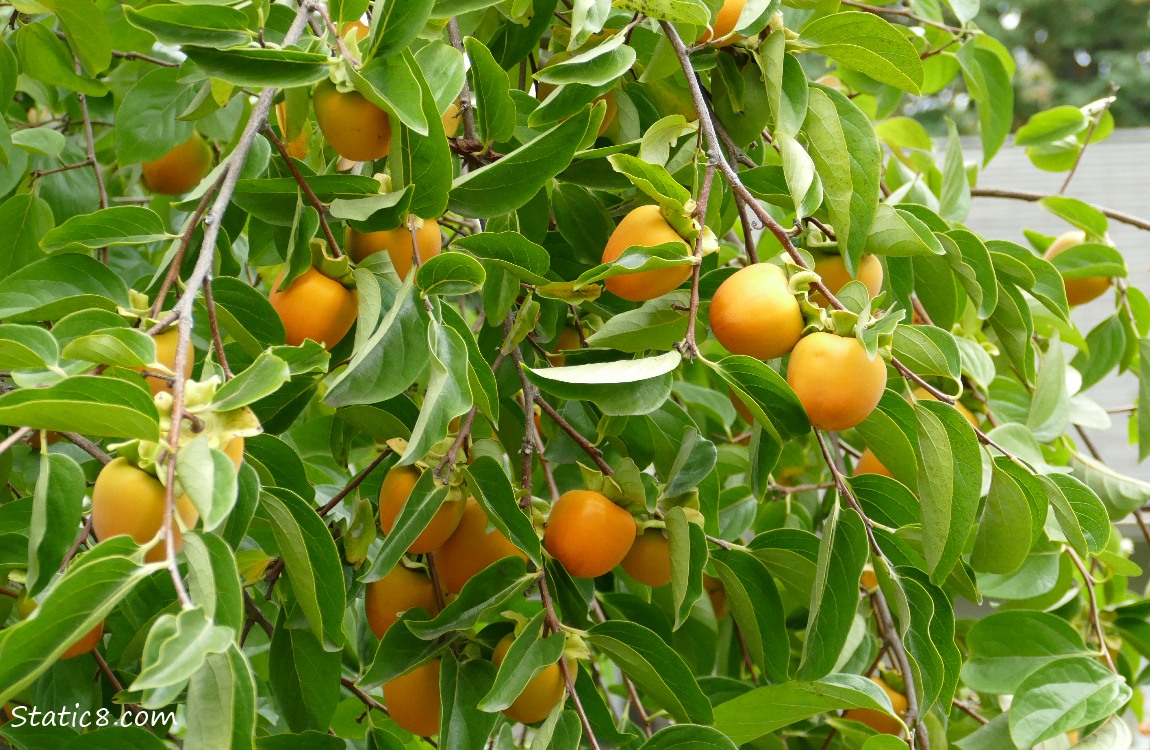 Persimmons on the tree