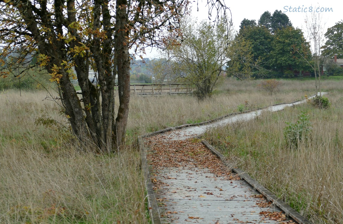 walk way thru grass with some trees