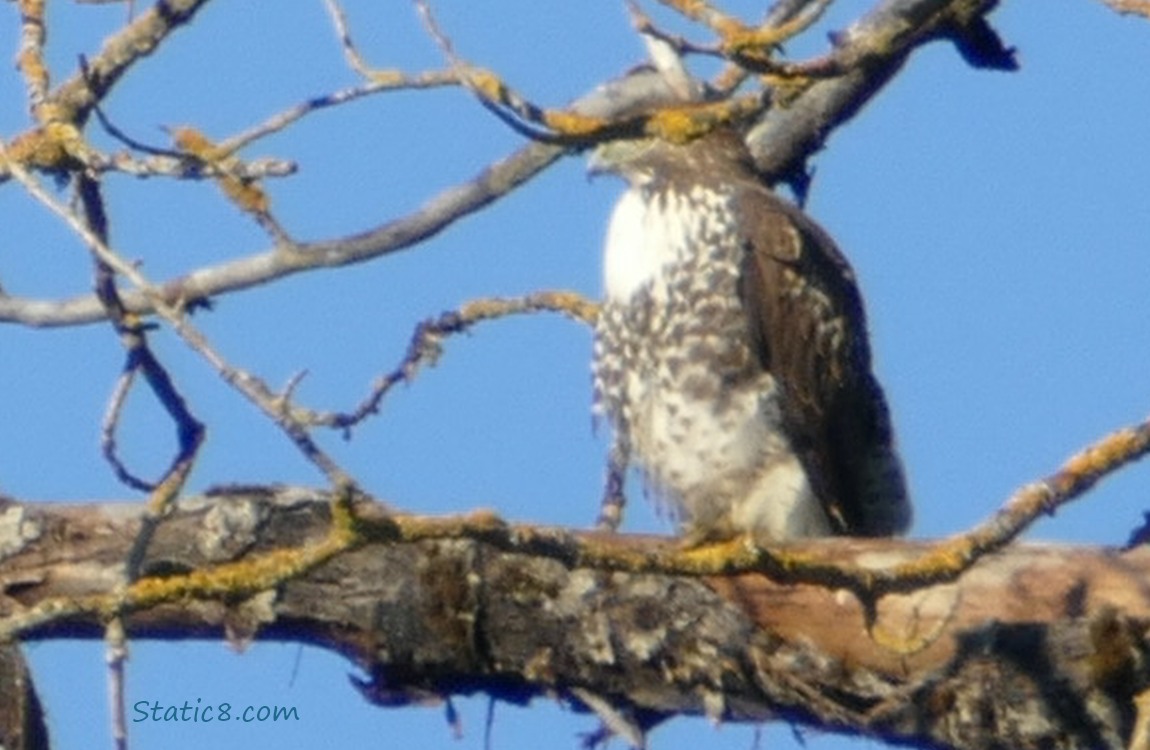 Red Tail Hawk standing on a branch with sticks in front of her face, sighs.