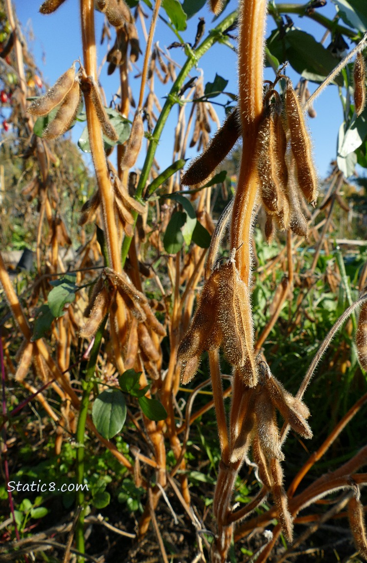 Soybeans