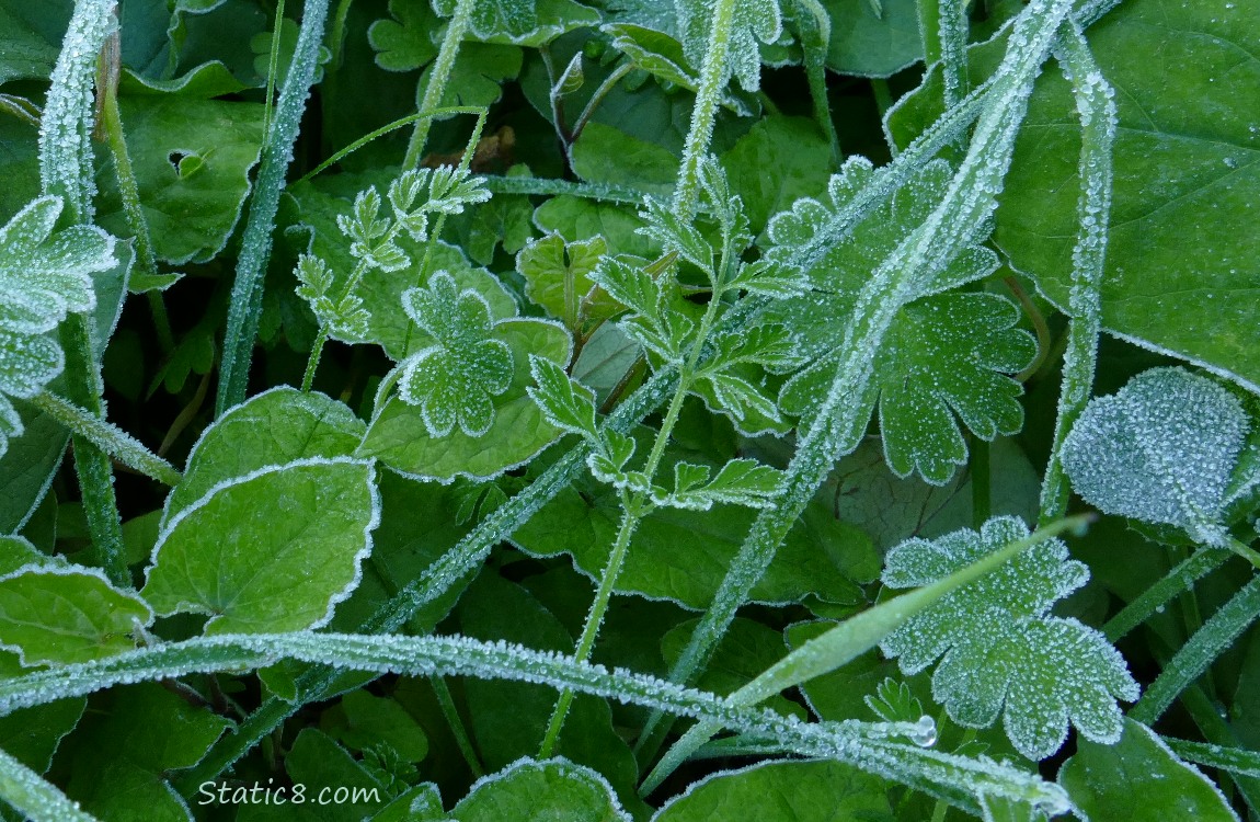 Frosty wildflower leaves