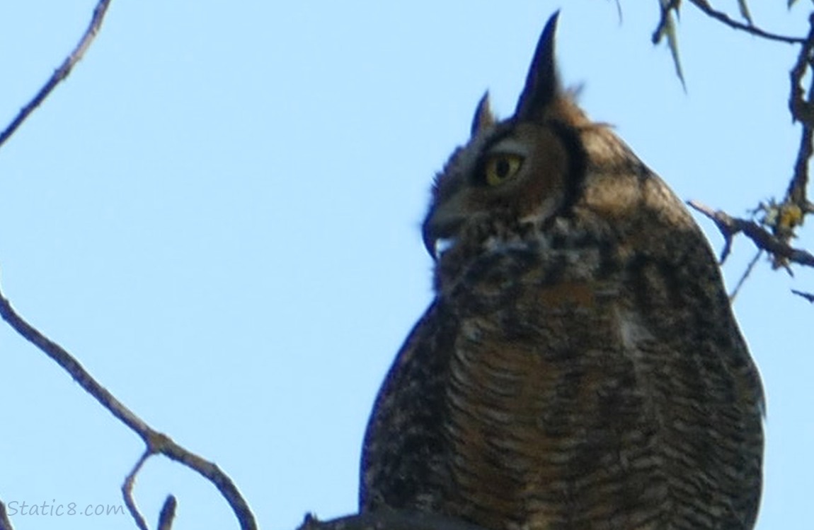 Great Horned Owl