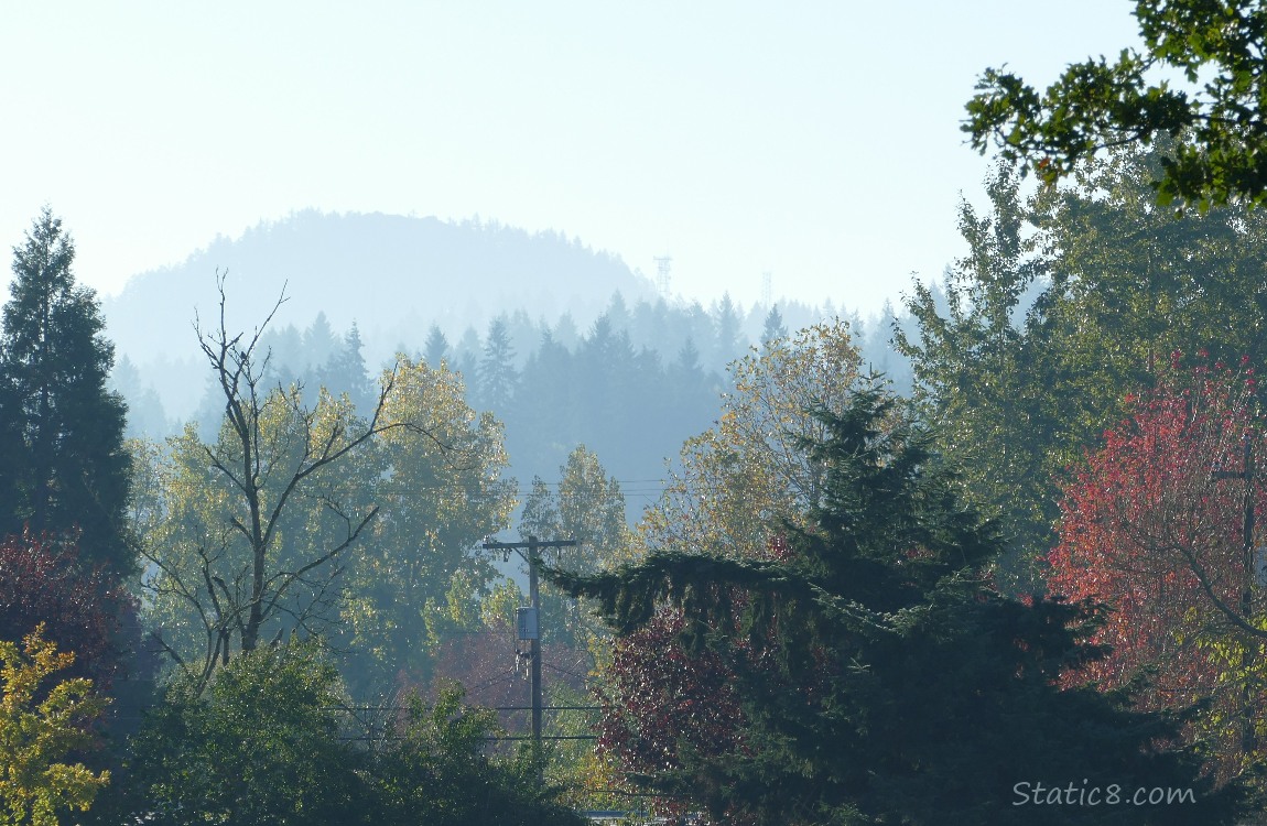 Trees and hills in the background