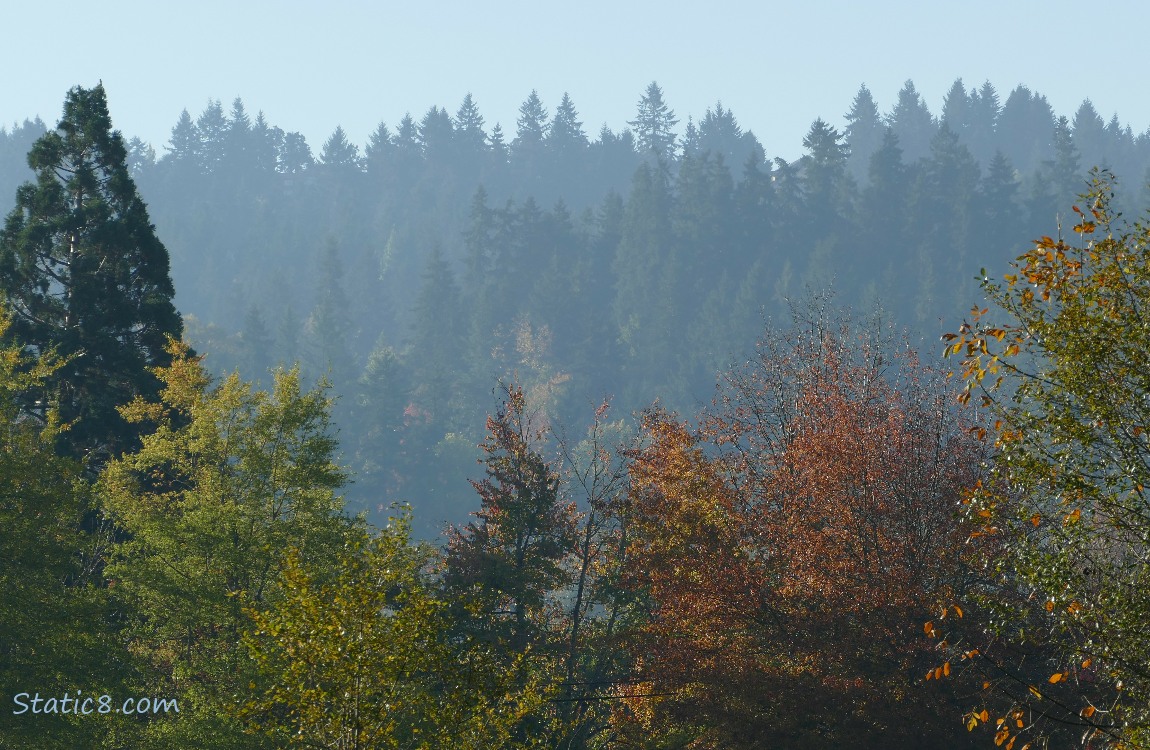 Trees and hills in the background