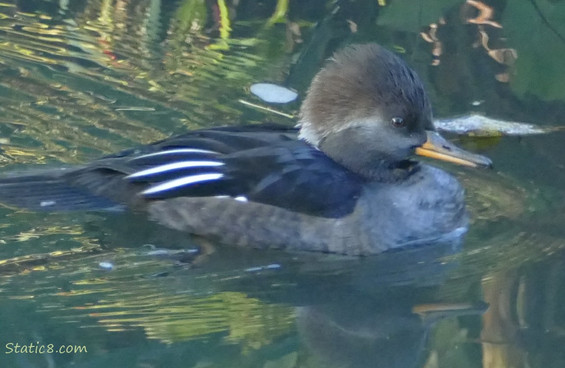 Female Hooded Merganser paddling in the water