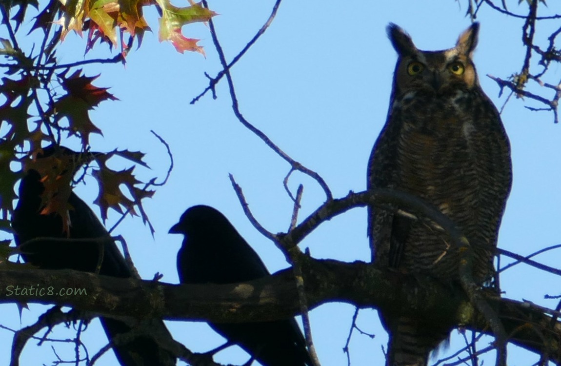 two crows and an owl