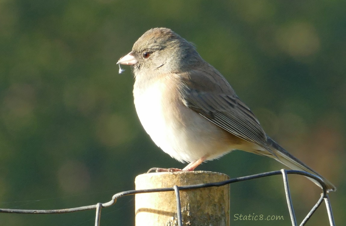 Dark Eye Junco standing on a wood post