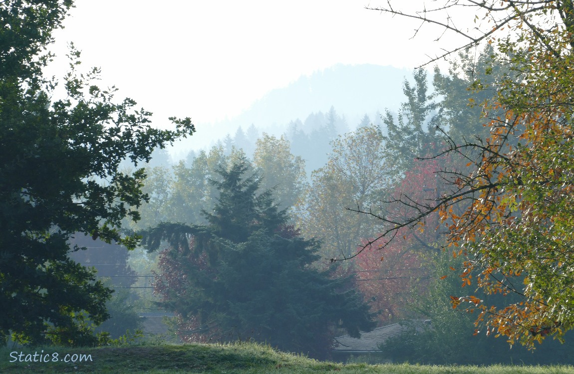 Trees with a hill in the distance