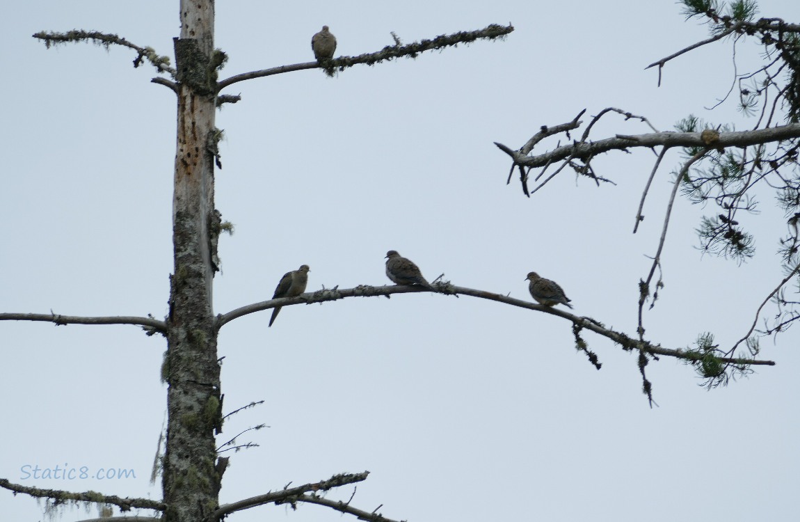 Doves standing on dead branches of a snag