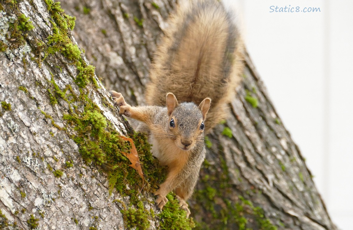 Eastern Fox Squirrel standing on the side of a tree trunk