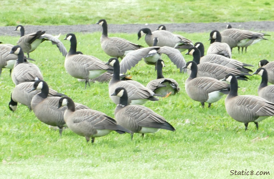 Cackling Geese standing on the grass