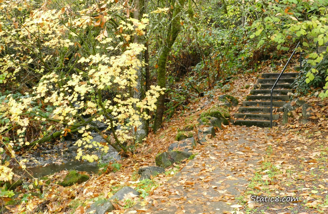 Hiking trail steps next to a small creek