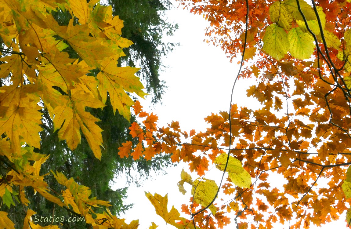 Autumn leaves in front of grey sky