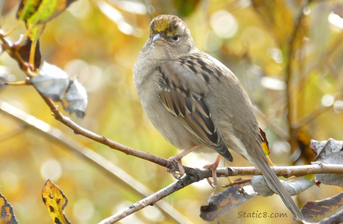 Golden Crown Sparrow standing on a twig