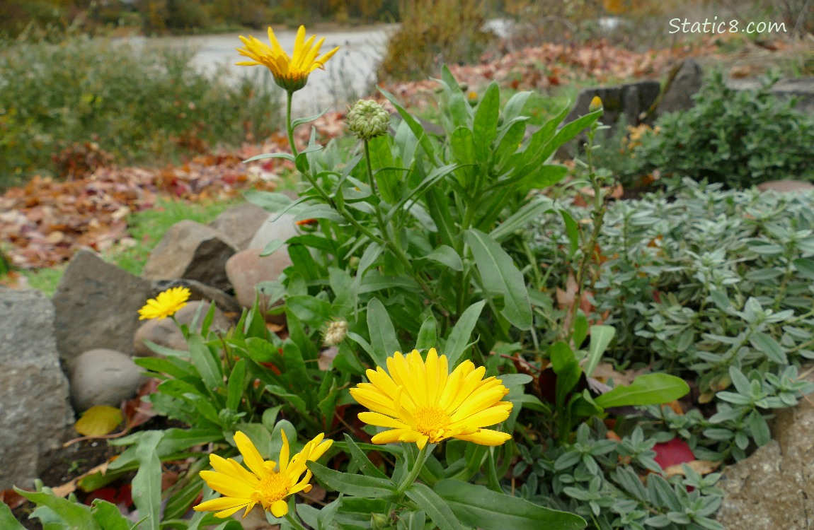 Yellow Calendula blooms