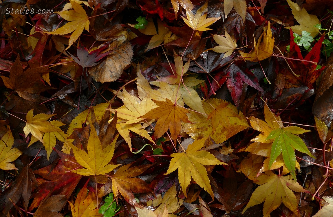 Fallen autumn leaves on the ground