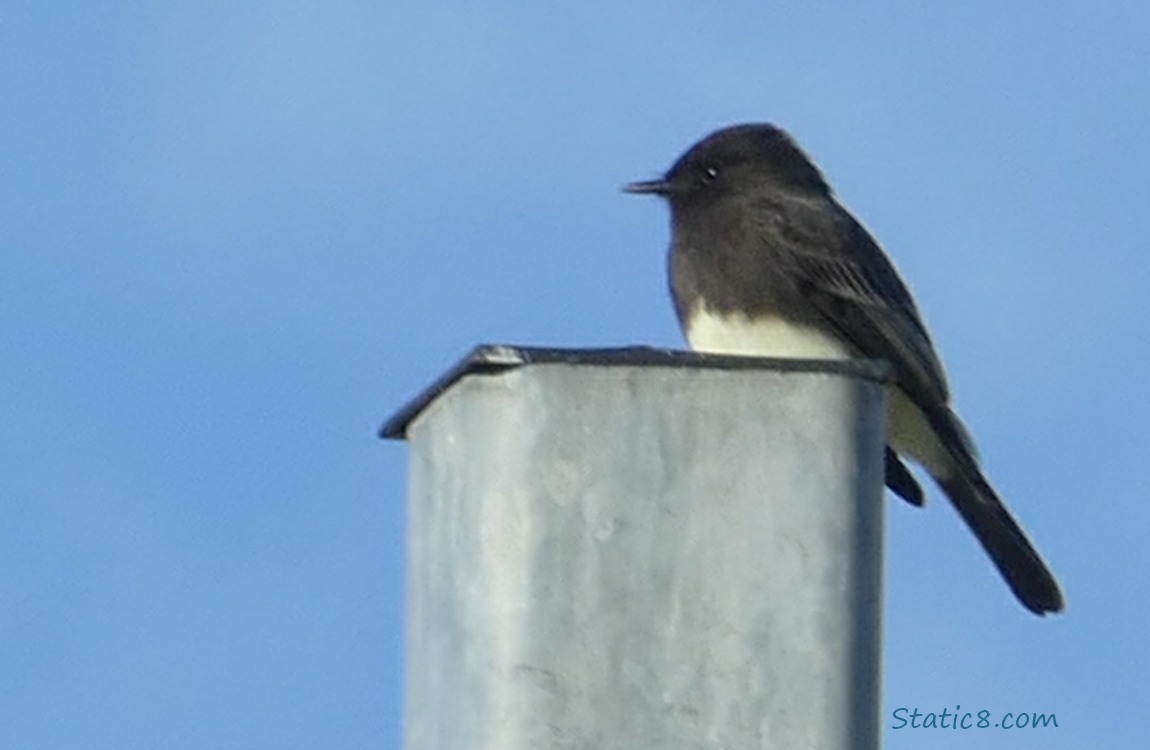 Black Phoebe on a metal post