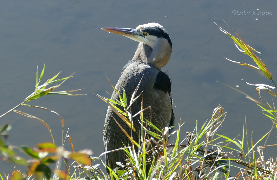 Great Blue Heron