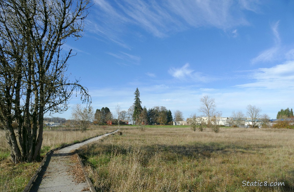 Raised path past a tree, thru the grass