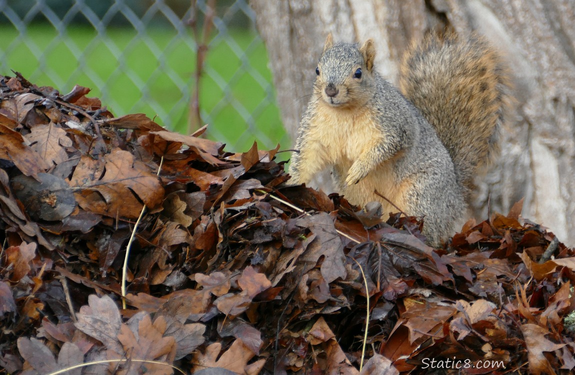 Eastern Fox Squrrel standing on the leaf pile