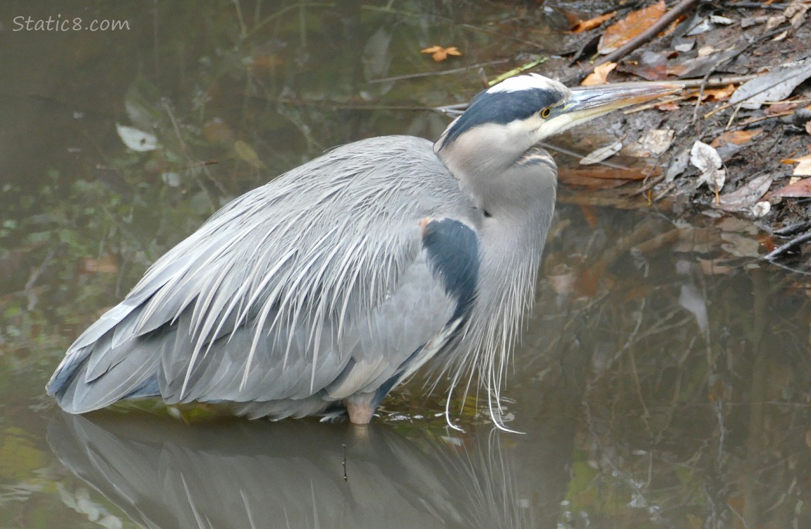 Great Blue Heron standing in water