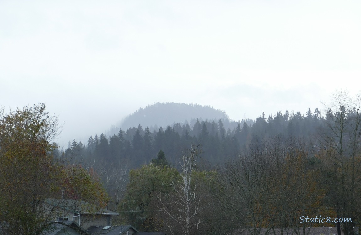 trees on the hill in the distance