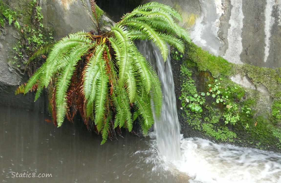 Fern under a pipe where water is coming out