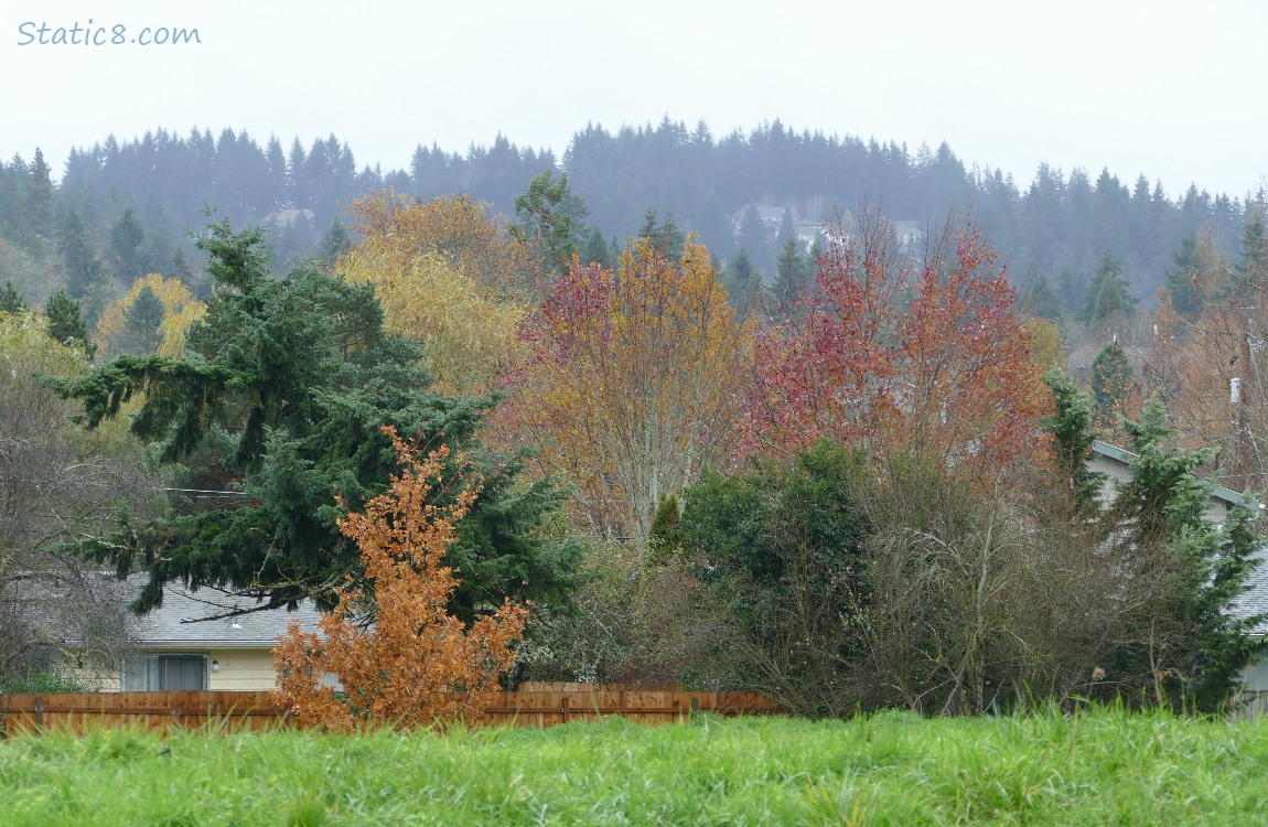 Autumn and winter bare trees with trees on the hill in the distance