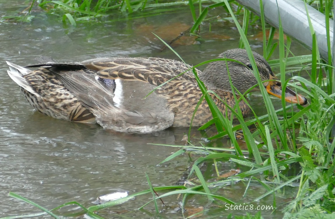 Female Mallard on the water behind some grass