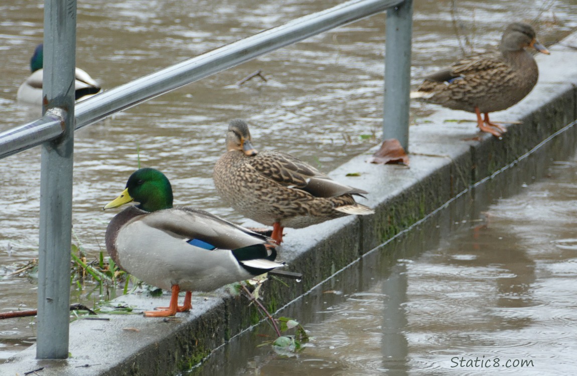 Mallards standing under a railing