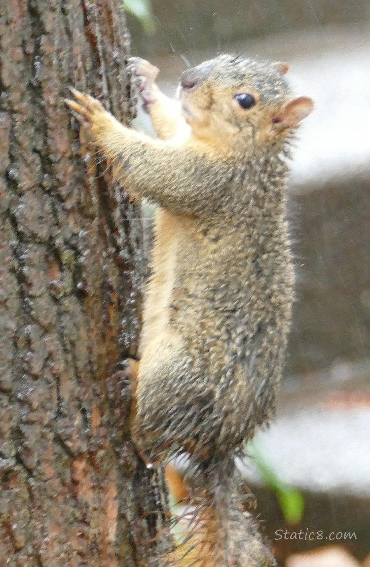 Squirrel standing on the side of a tree trunk