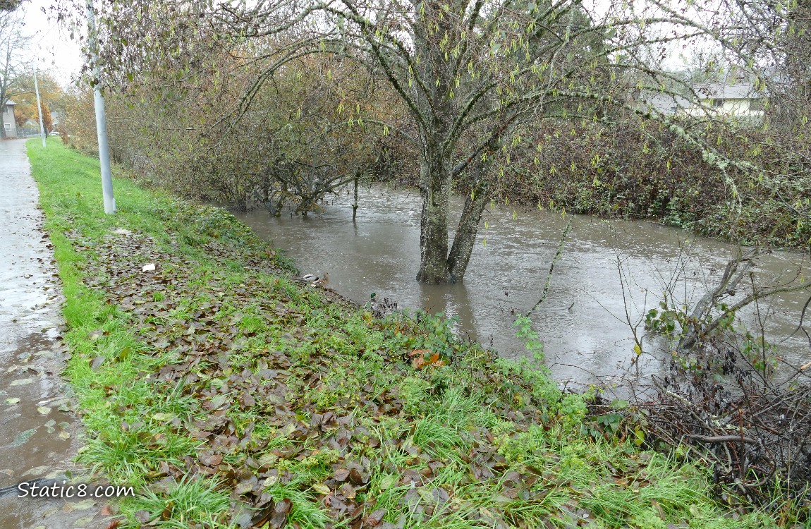 Creek next to the bike path