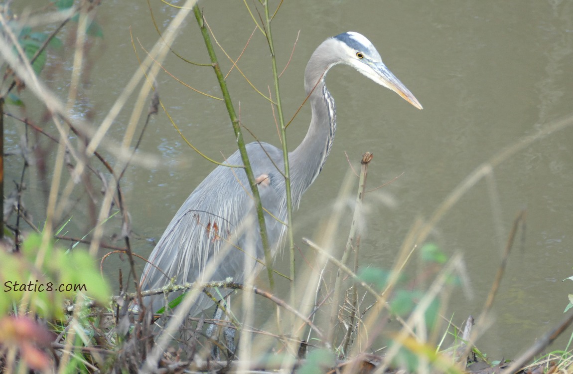 Great Blue Heron standing in water behind stick