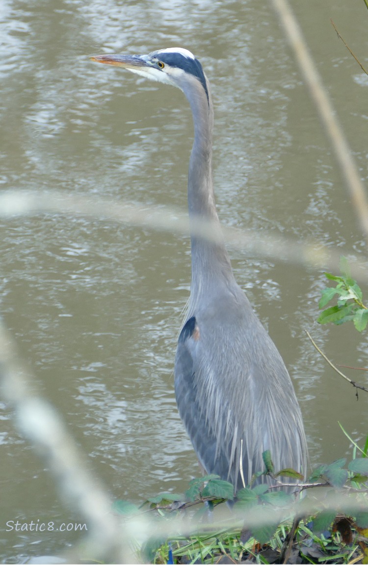 Great Blue Heron standing in water