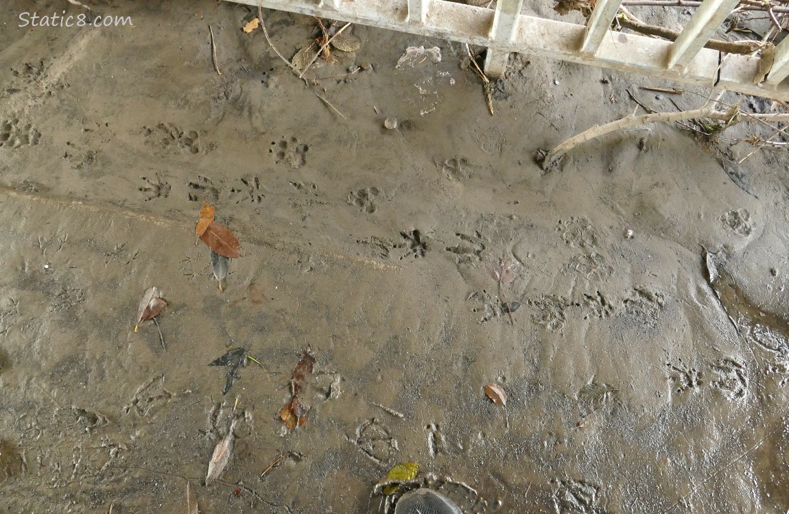 Animal prints in the mud