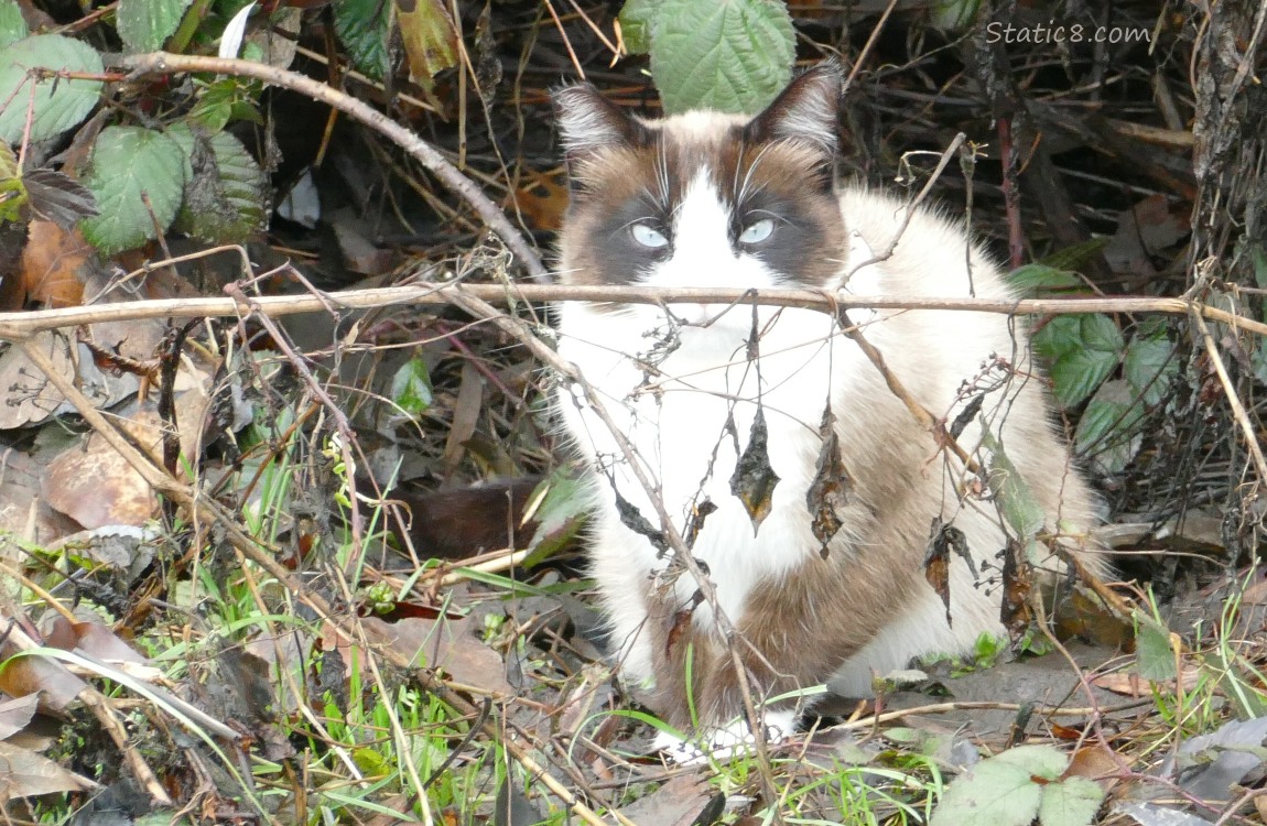 Long haired cat sitting in the leaves