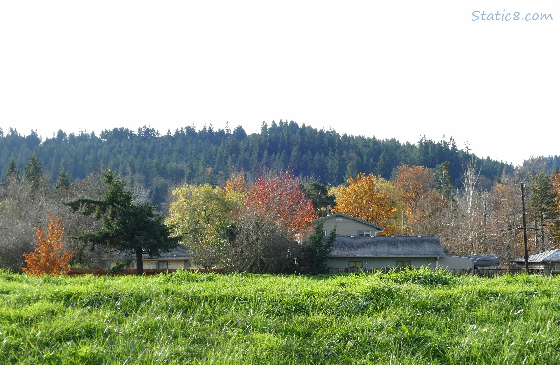 autumn trees with fir trees on the hill in the background