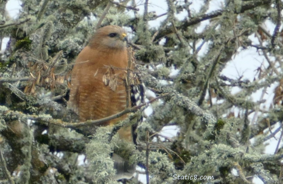 Red Shoulder Hawk standing in a mossy tree