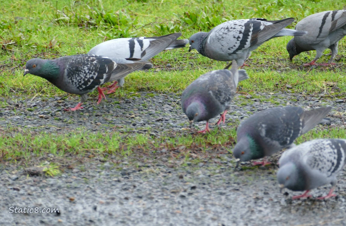 Rock Doves walking on the ground