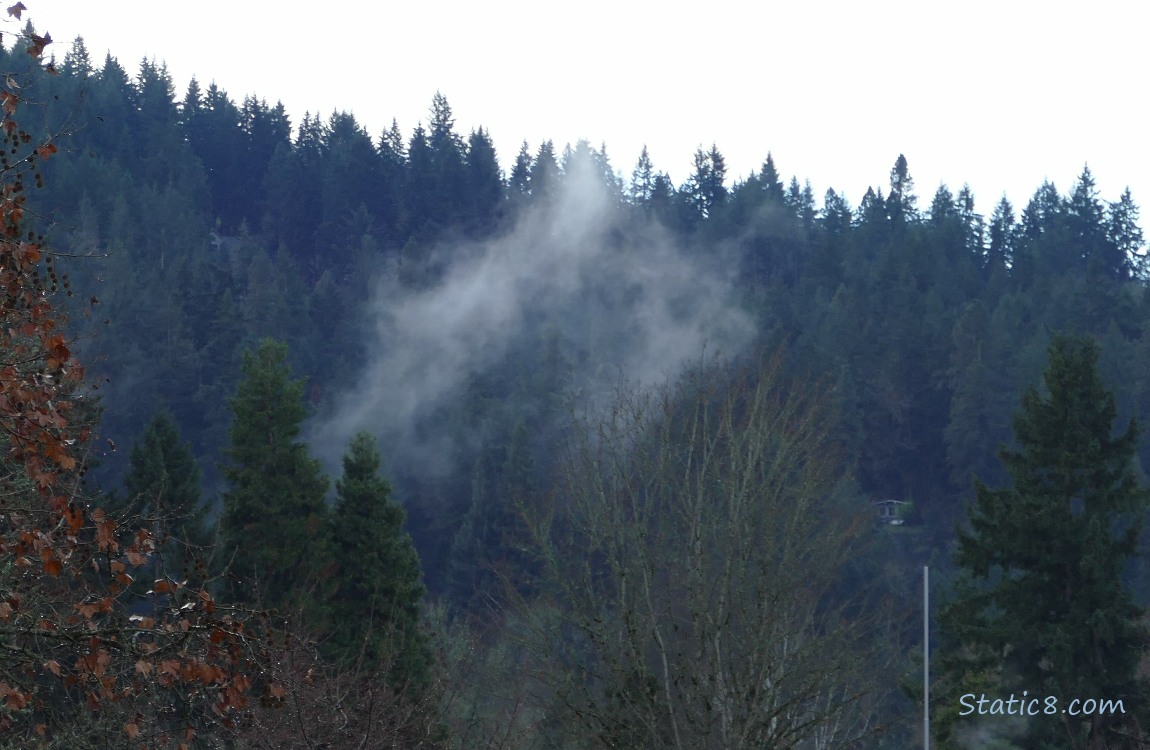 Trees and fog on the hill