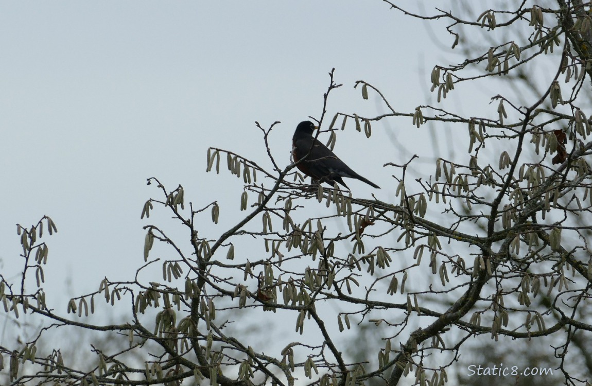 Silhouette of a American Robin in an Alder tree