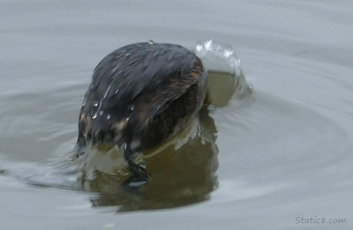 Pied Bill Grebe, diving into the water