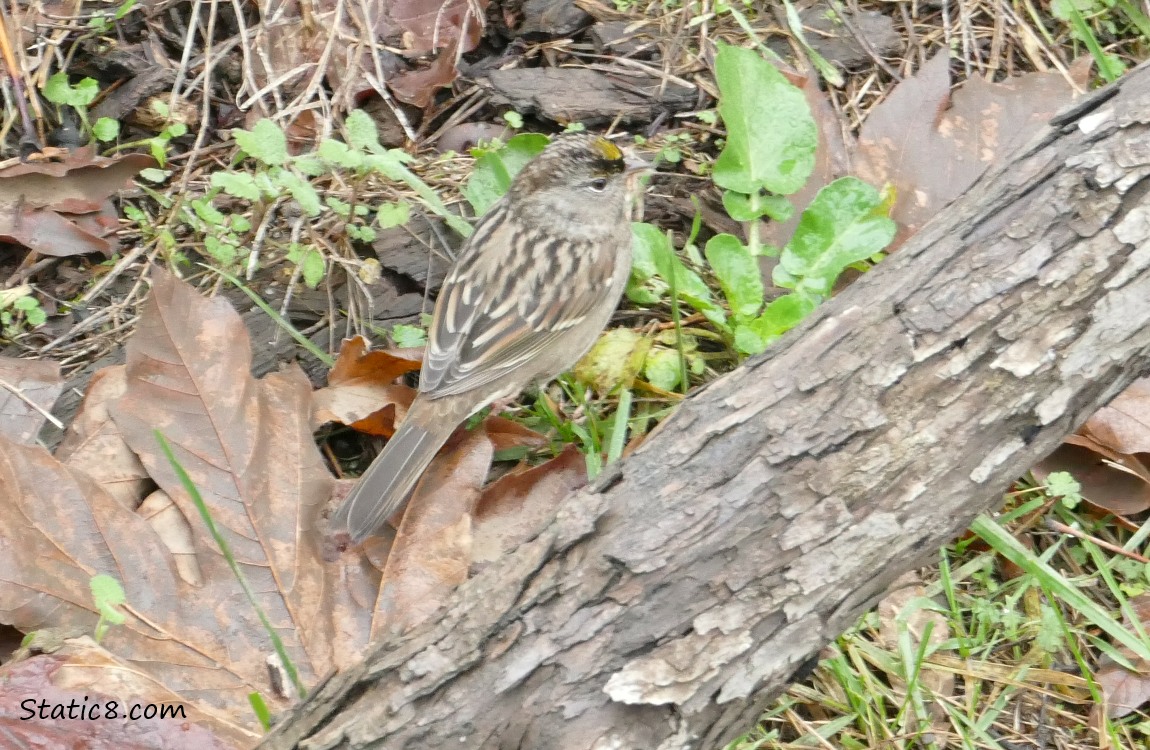 Golden Crown Sparrow standing on the ground