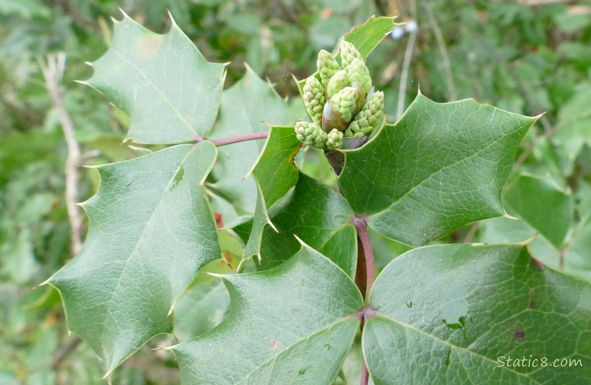 Oregon Grape