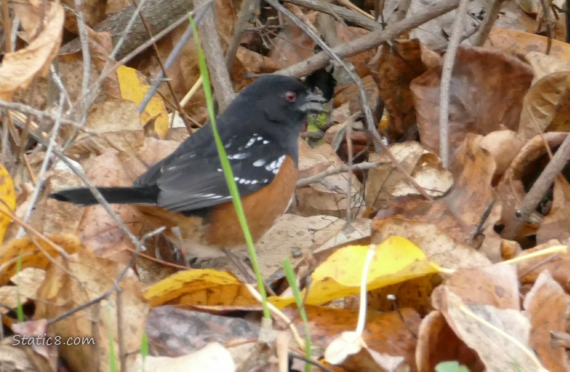 Spotted Towhee