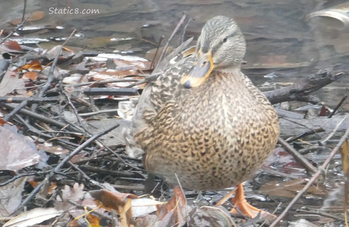 Female Mallard standing on the bank with twigs and dead leaves