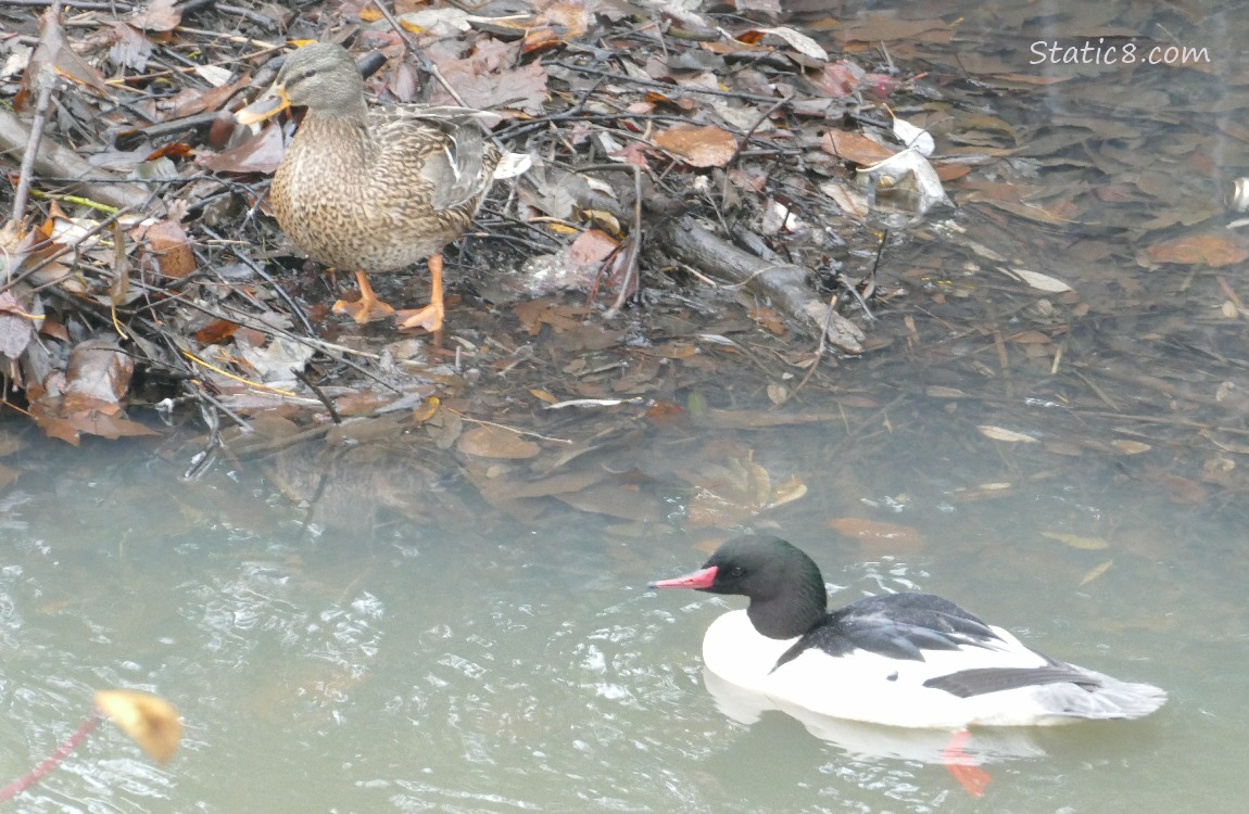 Female Mallard standing on the bank, Male Common Merganser paddling in the water nearby