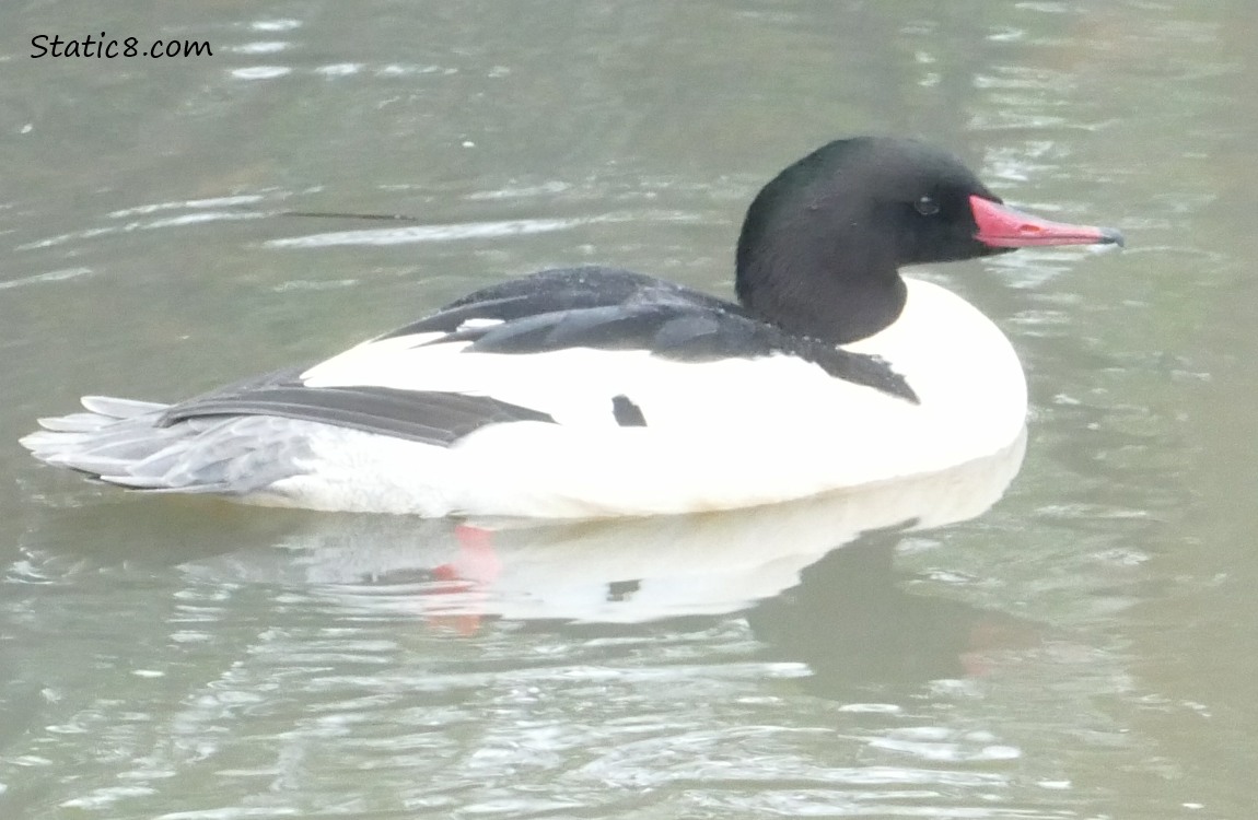 Common Merganser paddling on the water