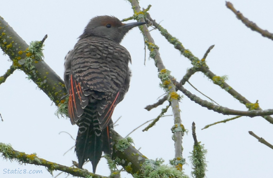 Northern Flicker standing on a mossy tree branch