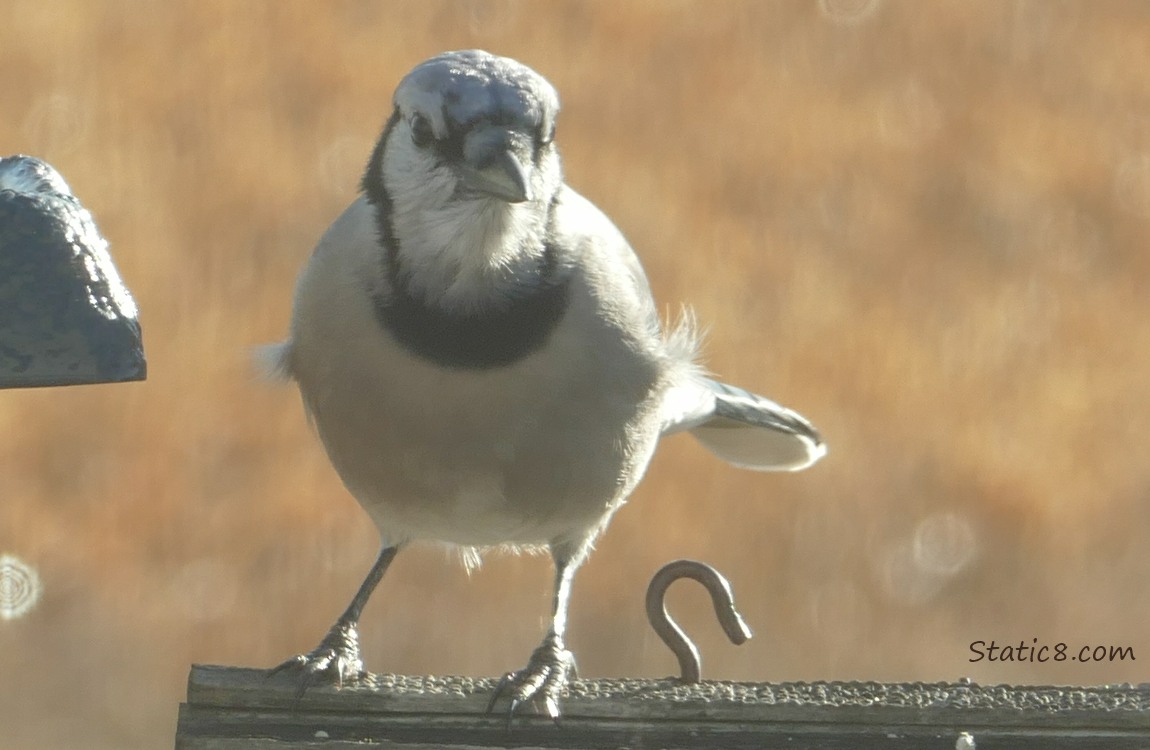 Blue Jay